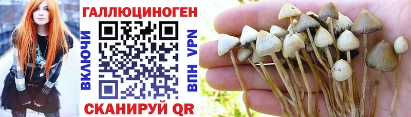 Псилоцибиновые грибы MAGIC MUSHROOMS  KRAKEN tor  Куровское 